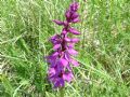Orchis mascula